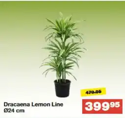 Bauhaus Dracaena Lemon Line tilbud