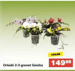 Bauhaus Orkidé 2-3 grenet Geisha tilbud