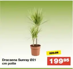 Bauhaus Dracaena Sunray Ø21 cm potte tilbud