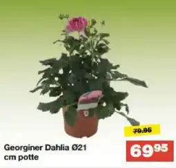 Bauhaus Georginer Dahlia Ø21 cm potte tilbud