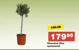 Bauhaus Oliventræ Olea opstammet tilbud