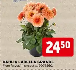 jem & fix DAHLIA LABELLA GRANDE tilbud
