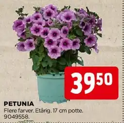 jem & fix PETUNIA tilbud
