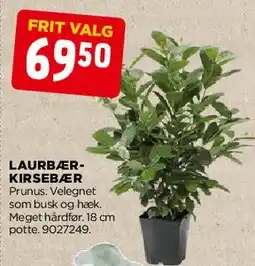 jem & fix LAURBÆR KIRSEBÆR tilbud