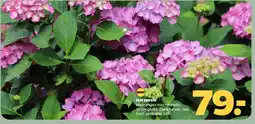 Netto Hortensia (Hydrangea macrophylla) tilbud