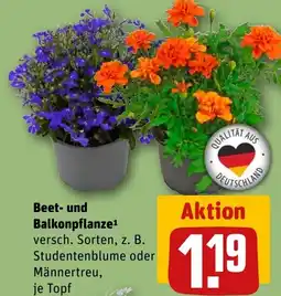 REWE DE Beet- und Balkonpflanze tilbud