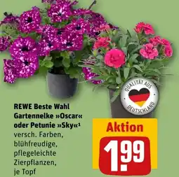 REWE DE REWE Beste Wahl Gartennelke Oscar oder Petunie Sky tilbud