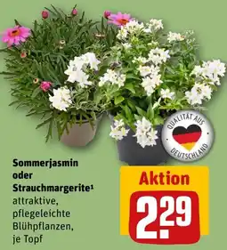 REWE DE Sommerjasmin oder Strauchmargerite tilbud