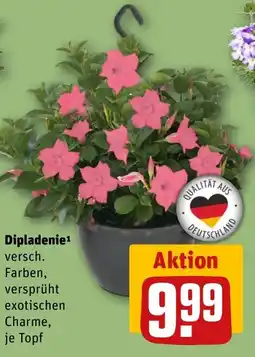 REWE DE Dipladenie tilbud