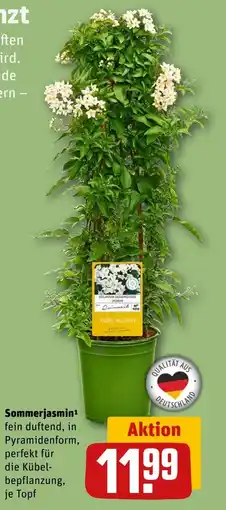 REWE DE Sommerjasmin tilbud