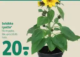 Coop 365 Solsikke i potte tilbud