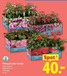 Lidl Pelargonie eller fuchsia tilbud