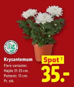 Lidl Krysantemum tilbud
