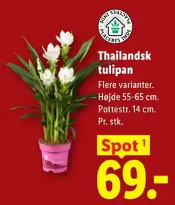 Lidl Thailandsk tulipan tilbud