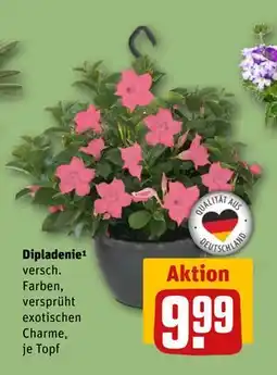 REWE DE Dipladenie¹, EUR 9.99 tilbud