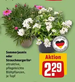 REWE DE Sommerjasmin oder Strauchmargerite, EUR 2.29 tilbud