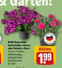 REWE DE REWE Beste Wahl Gartennelke Oscar oder Petunie Sky, EUR 1.99 tilbud