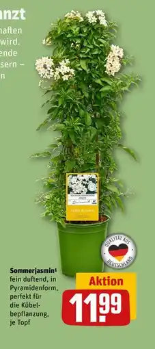 REWE DE Sommerjasmin¹, EUR 11.99 tilbud