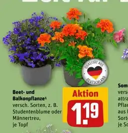 REWE DE Beet- und Balkonpflanze, EUR 1.19 tilbud