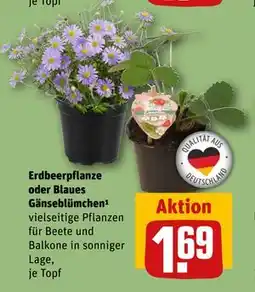 REWE DE Erdbeerpflanze oder Blaues Gänseblümchen, EUR 1.69 tilbud