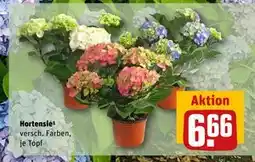 REWE DE Hortensie, EUR 6.66 tilbud