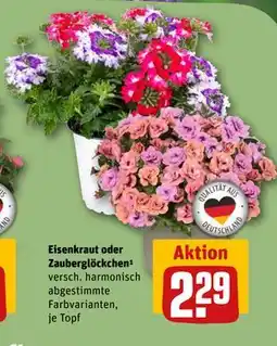 REWE DE Eisenkraut oder Zauberglöckchen¹, EUR 2.29 tilbud