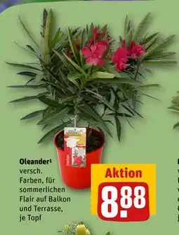 REWE DE Oleander¹, EUR 8.88 tilbud