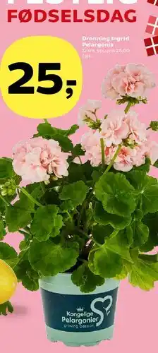 SuperBrugsen Dronning Ingrid Pelargonia tilbud