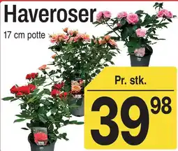 ABC Lavpris Haveroser tilbud