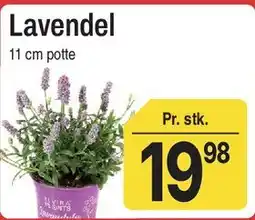 ABC Lavpris Lavendel tilbud