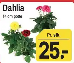 ABC Lavpris Dahlia tilbud