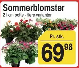 ABC Lavpris Sommerblomster tilbud