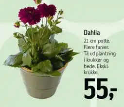 Føtex Dahlia tilbud