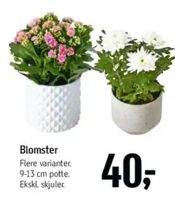 Føtex Blomster tilbud
