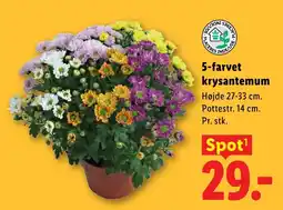 Lidl 5-farvet krysantemum tilbud