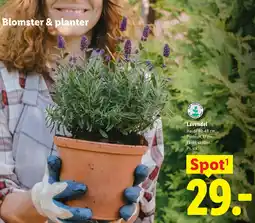 Lidl Lavendel tilbud