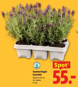 Lidl Sommerfugle- lavendel tilbud