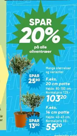 Bilka Spar 20% på alle oliventræer tilbud