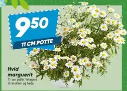 Bilka Hvid marguerit tilbud