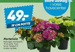 Bilka Hortensia tilbud