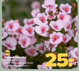 Netto Sommerblomster tilbud