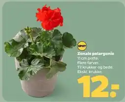 Netto Zonale pelargonie tilbud