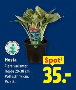 Lidl Hosta tilbud