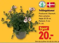 Lidl Tvillingeblomst tilbud