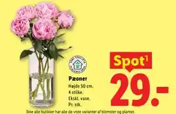 Lidl Pæoner tilbud