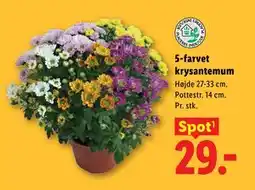 Lidl 5-farvet krysantemum tilbud