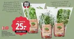 MENY Danske økologiske krydderurter tilbud