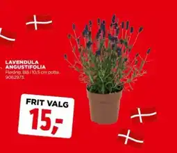 jem & fix Lavendula angustifolia tilbud