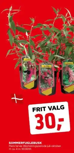jem & fix Sommerfuglebusk tilbud