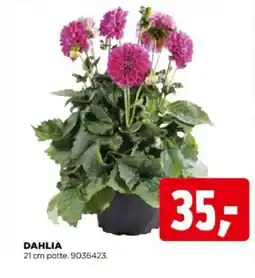 jem & fix Dahlia tilbud
